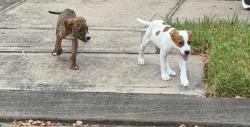Found/Stray Unknown Dog last seen Klein Cain, Harris County, TX 77375