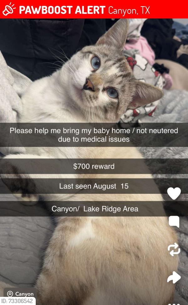Lost Male Cat last seen Lake Ridge, Canyon, TX 79015