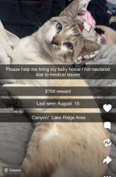 Lost Male Cat last seen Lake Ridge, Canyon, TX 79015