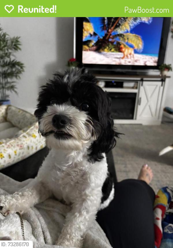 Reunited Female Dog last seen Eastern Animal hosp, Baltimore, MD 21224
