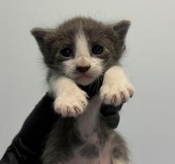 Shelter Stray Female Cat last seen Near Swift, San Diego, CA, 92103, 5500 Gaines St, San Diego, CA 92110, USA
