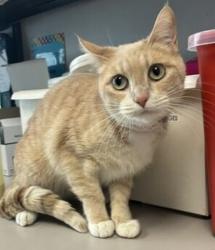 Shelter Stray Female Cat last seen Apt H9,765 W Revere Ridge Drive, Bluffdale, UT, 84065, 511 W 3900 S, Salt Lake City, UT 84123, USA