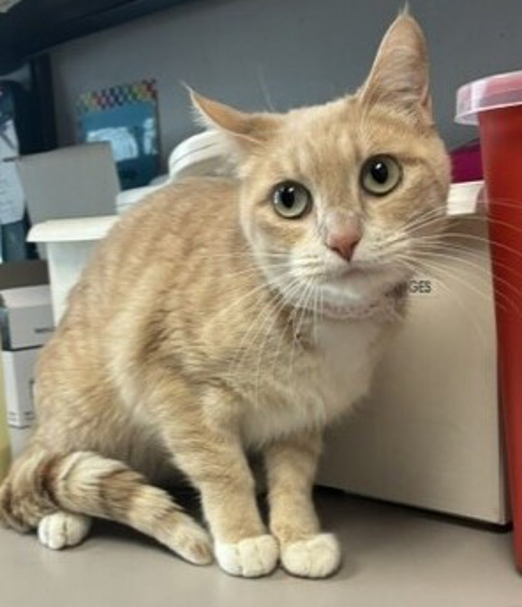 Shelter Stray Female Cat last seen Apt H9,765 W Revere Ridge Drive, Bluffdale, UT, 84065, 511 W 3900 S, Salt Lake City, UT 84123, USA
