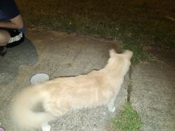 Found/Stray Male Cat last seen Jericho, Virginia Beach, VA 23462