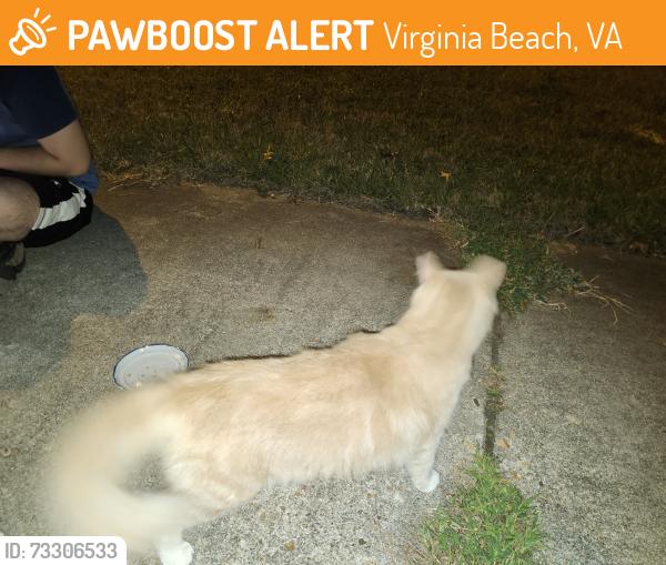 Found/Stray Male Cat last seen Jericho, Virginia Beach, VA 23462