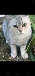 Found/Stray Unknown Cat last seen Dixie and bloor, Mississauga, ON L4Y 2A8