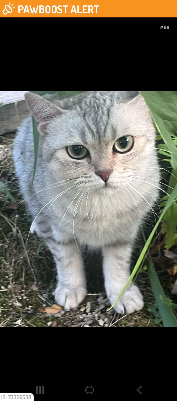 Found/Stray Unknown Cat last seen Dixie and bloor, Mississauga, ON L4Y 2A8