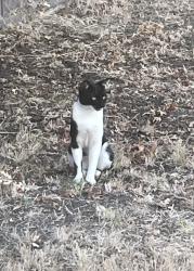Found/Stray Unknown Cat last seen San Juan Ave and Greenback Ln, Citrus Heights, CA 95610