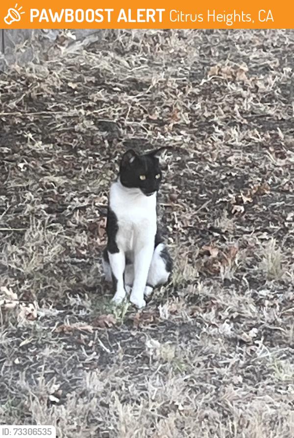 Found/Stray Unknown Cat last seen San Juan Ave and Greenback Ln, Citrus Heights, CA 95610