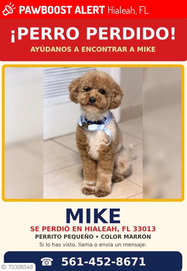 Lost Male Dog last seen Near E 43st Hialeah, Hialeah, FL 33013