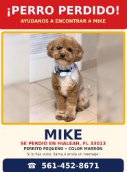Lost Male Dog last seen Near E 43st Hialeah, Hialeah, FL 33013