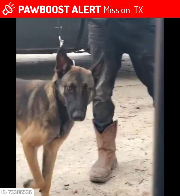 Lost Male Dog last seen Maribel Ortiz ave Mission tx, Mission, TX 78574