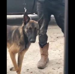 Lost Male Dog last seen Maribel Ortiz ave Mission tx, Mission, TX 78574