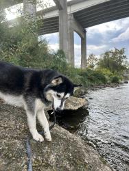 Lost Female Dog last seen Near the water station on Bingham rd, Asheville, NC 28806