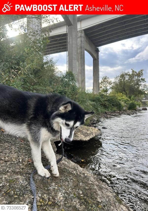 Lost Female Dog last seen Near the water station on Bingham rd, Asheville, NC 28806