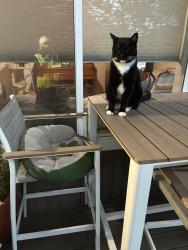 Lost Unknown Cat last seen 28th and 25th pl s, Federal Way, WA 98003