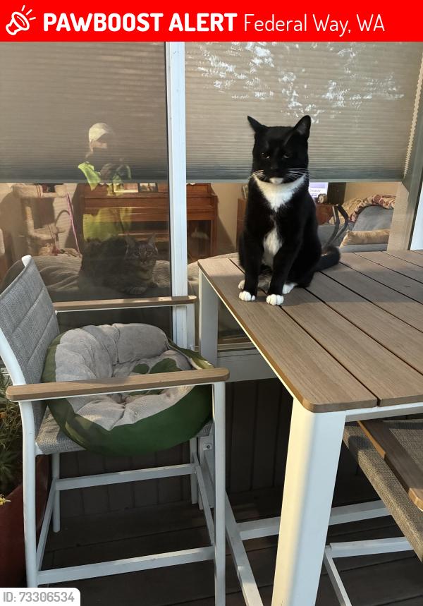 Lost Unknown Cat last seen 28th and 25th pl s, Federal Way, WA 98003