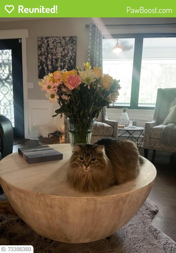 Reunited Female Cat last seen Campground at Holyoke, Forsyth County, GA 30040