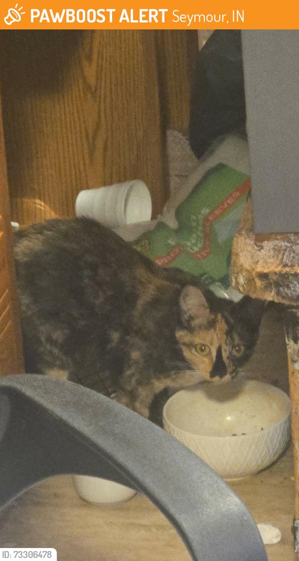 Found/Stray Female Cat last seen Near E Tipton St, Seymour, IN 47274, Seymour, IN 47274