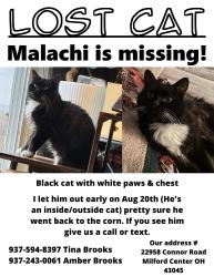 Lost Male Cat last seen Woodstock Rd & St Rt 4, Milford Center, OH 43045