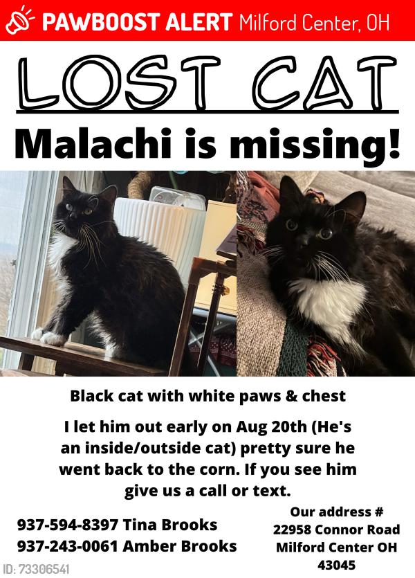 Lost Male Cat last seen Woodstock Rd & St Rt 4, Milford Center, OH 43045