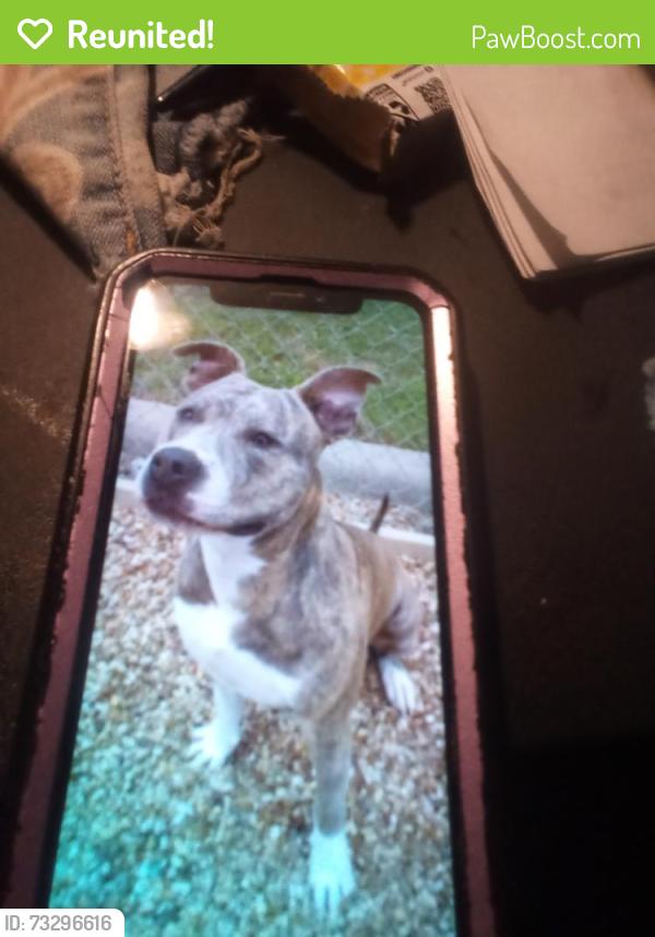 Reunited Female Dog last seen Near N Head St, Fort Worth, TX 76137
