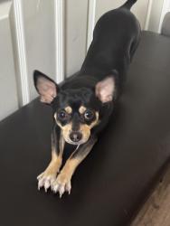 Reunited Male Dog last seen Near Grisham st, Winter Garden, FL 34787