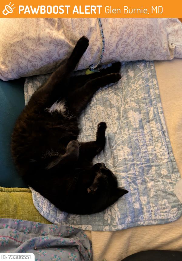 Found/Stray Male Cat last seen Phirne Rd, Glen Burnie, MD 21061