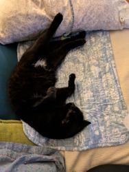 Found/Stray Male Cat last seen Phirne Rd, Glen Burnie, MD 21061