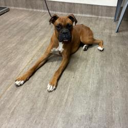 Shelter Stray Male Dog last seen , 361 S Raymond Ave, Pasadena, CA 91105, USA