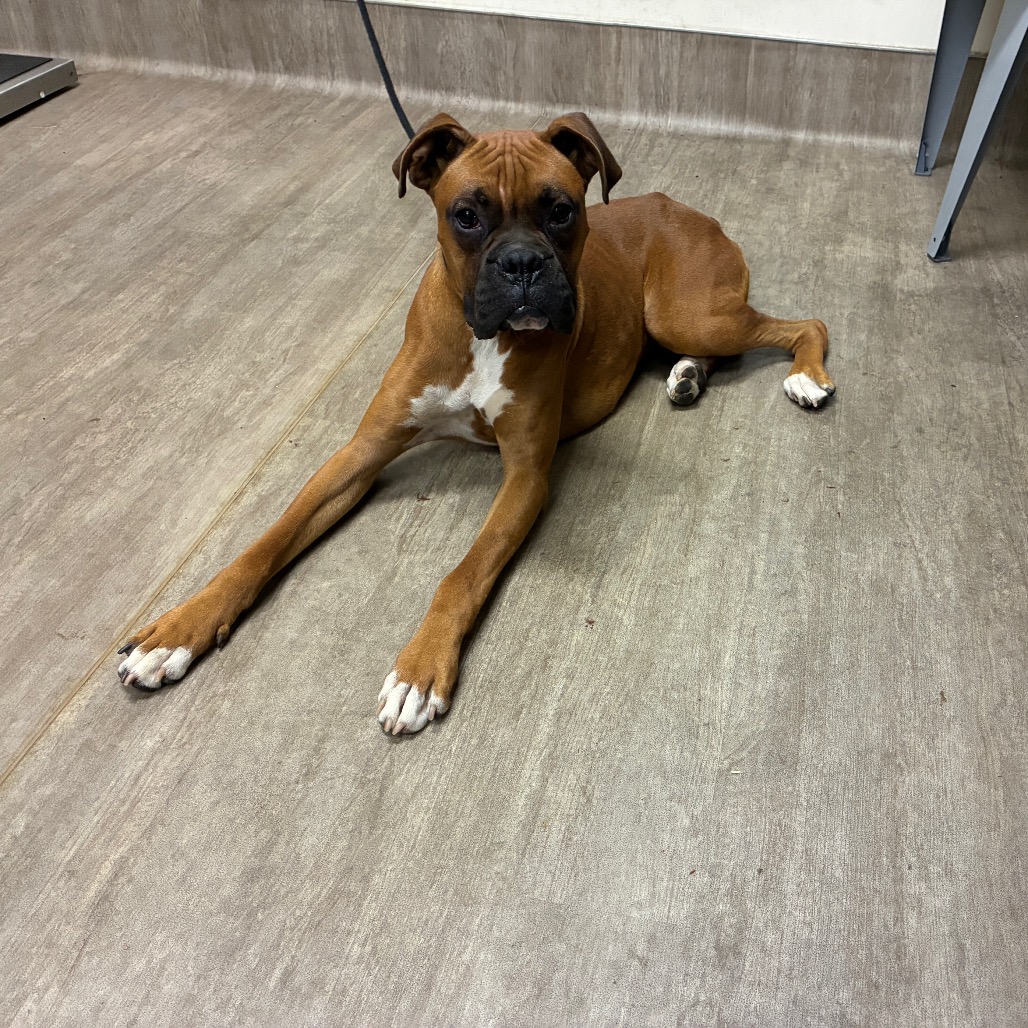 Shelter Stray Male Dog last seen , 361 S Raymond Ave, Pasadena, CA 91105, USA