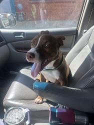 Found/Stray Female Dog last seen Adeline, Oakland, CA 94607