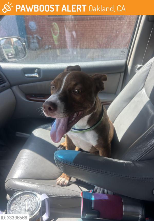 Found/Stray Female Dog last seen Adeline, Oakland, CA 94607