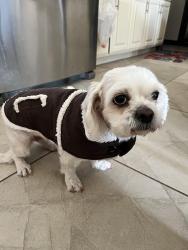 Reunited Female Dog last seen Freddy /bicentennial, McAllen, TX 78504