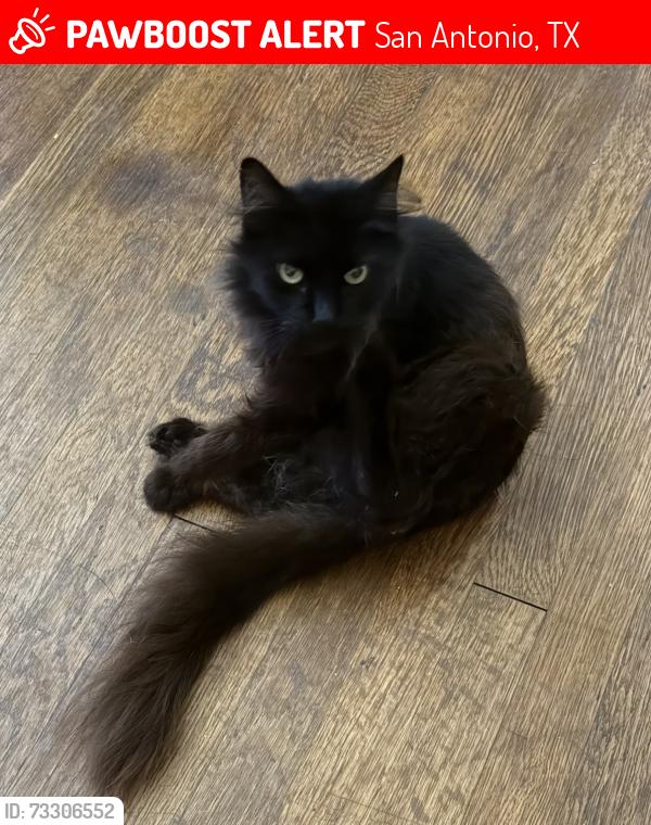 Lost Female Cat last seen Fulton & Aganier, San Antonio, TX 78212