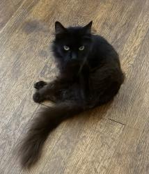 Lost Female Cat last seen Fulton & Aganier, San Antonio, TX 78212