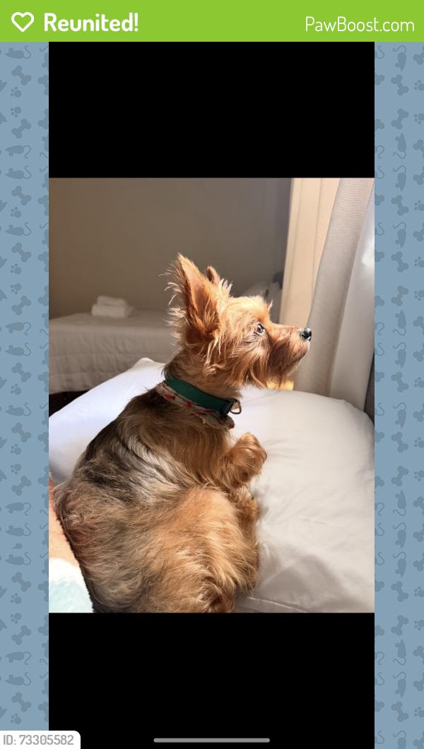 Reunited Male Dog last seen Foy St, Richlands, NC 28574
