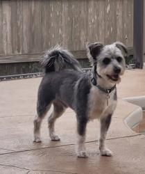Reunited Male Dog last seen Euclid Ave Port St John, Cocoa, FL 32927