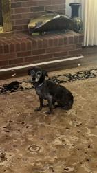 Reunited Female Dog last seen linda ln stony point nc, Stony Point, NC 28678