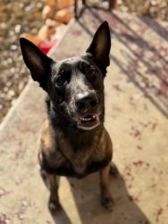 Reunited Male Dog last seen Willow oaks elementary, Memphis, TN 38117
