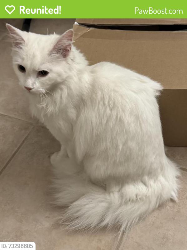 Reunited Unknown Cat last seen College and Ossington, Toronto, ON M6J 3A5