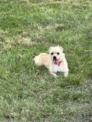 Found/Stray Female Dog last seen MacGregor Park, Houston, TX 77021