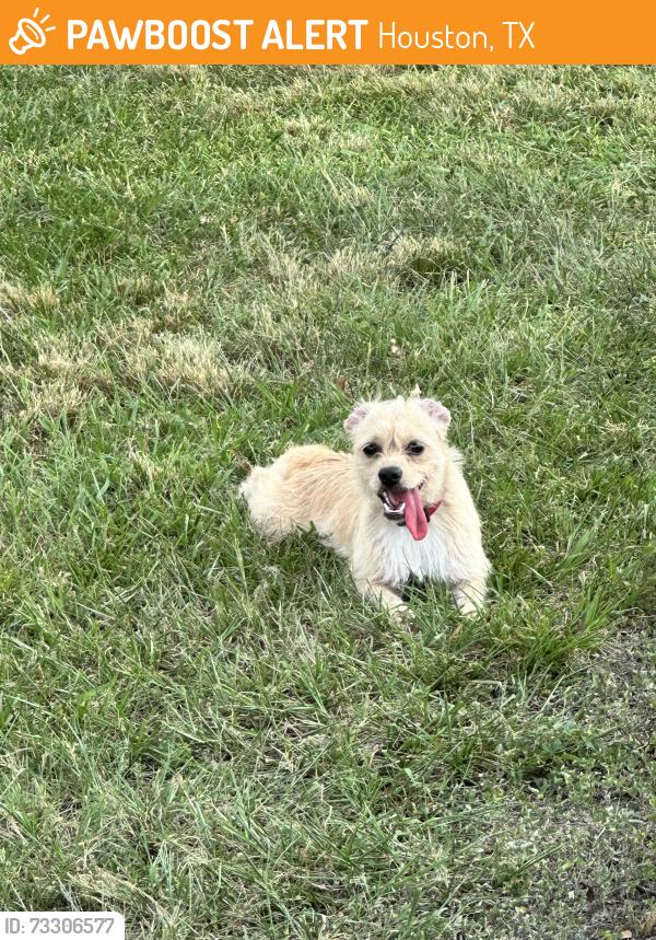 Found/Stray Female Dog last seen MacGregor Park, Houston, TX 77021
