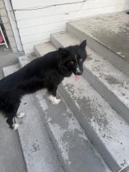 Reunited Male Dog last seen N Canyon Rd, San Bernardino, CA 92404, USA, San Bernardino, CA 92404