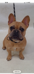 Lost Male Dog last seen Near Abbott Rd, South Gate, CA 90280