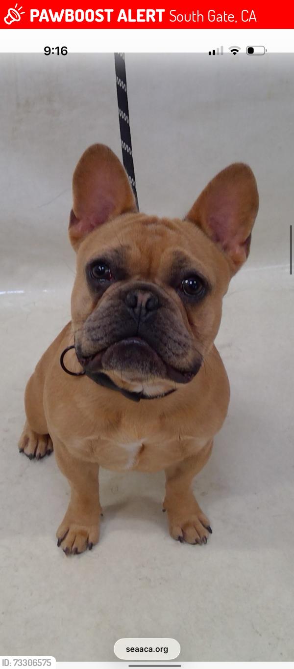 Lost Male Dog last seen Near Abbott Rd, South Gate, CA 90280