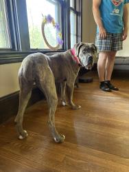 Lost Female Dog last seen Holden & Monroe St, Attleboro, MA 02703