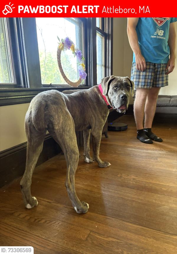 Lost Female Dog last seen Holden & Monroe St, Attleboro, MA 02703