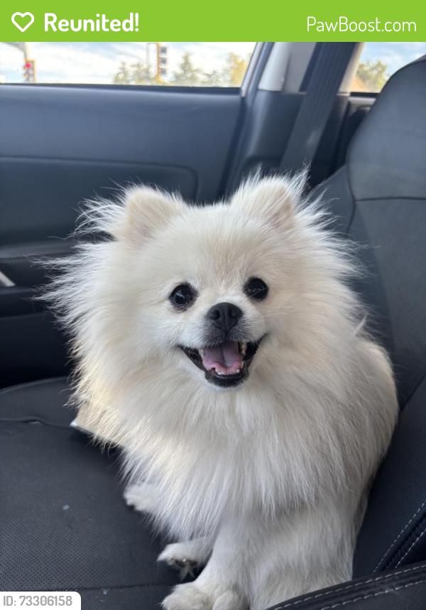 Reunited Male Dog last seen Near Cherry Ave, San Jose, CA 95118, USA, San Jose, CA 95118