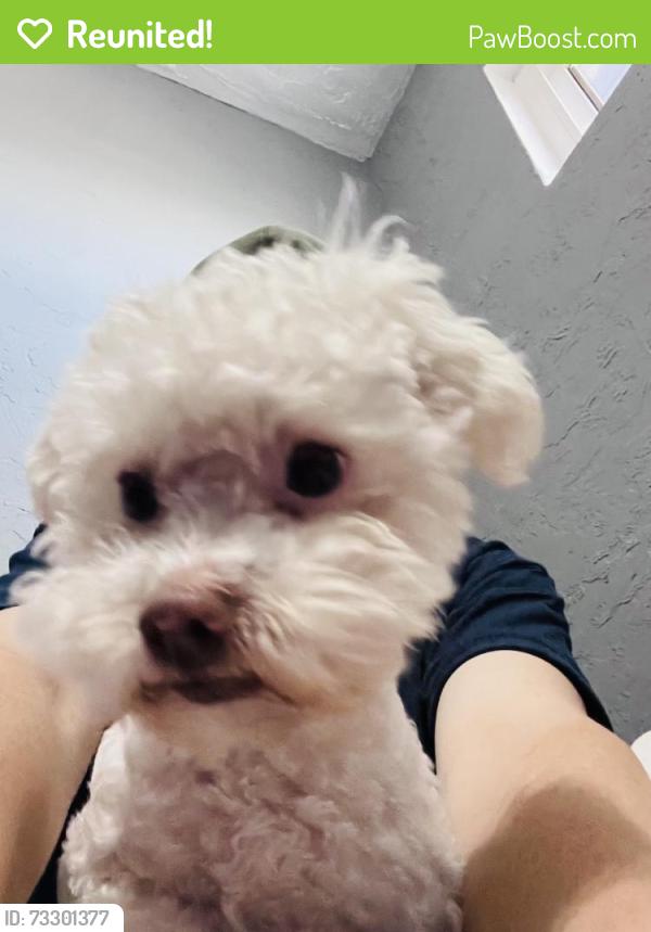 Reunited Male Dog last seen Target in Azusa, Azusa, CA 91702